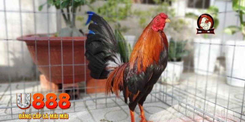 3333win game máy bay nổ hũ
