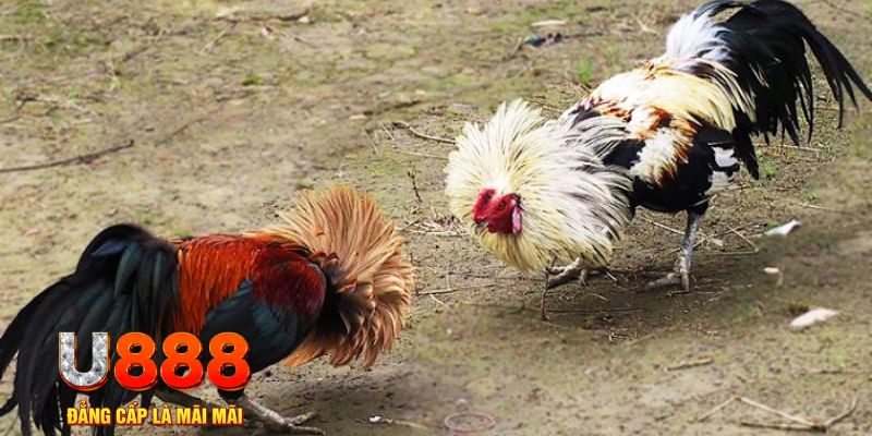 3333win game nổ hũ là gì
